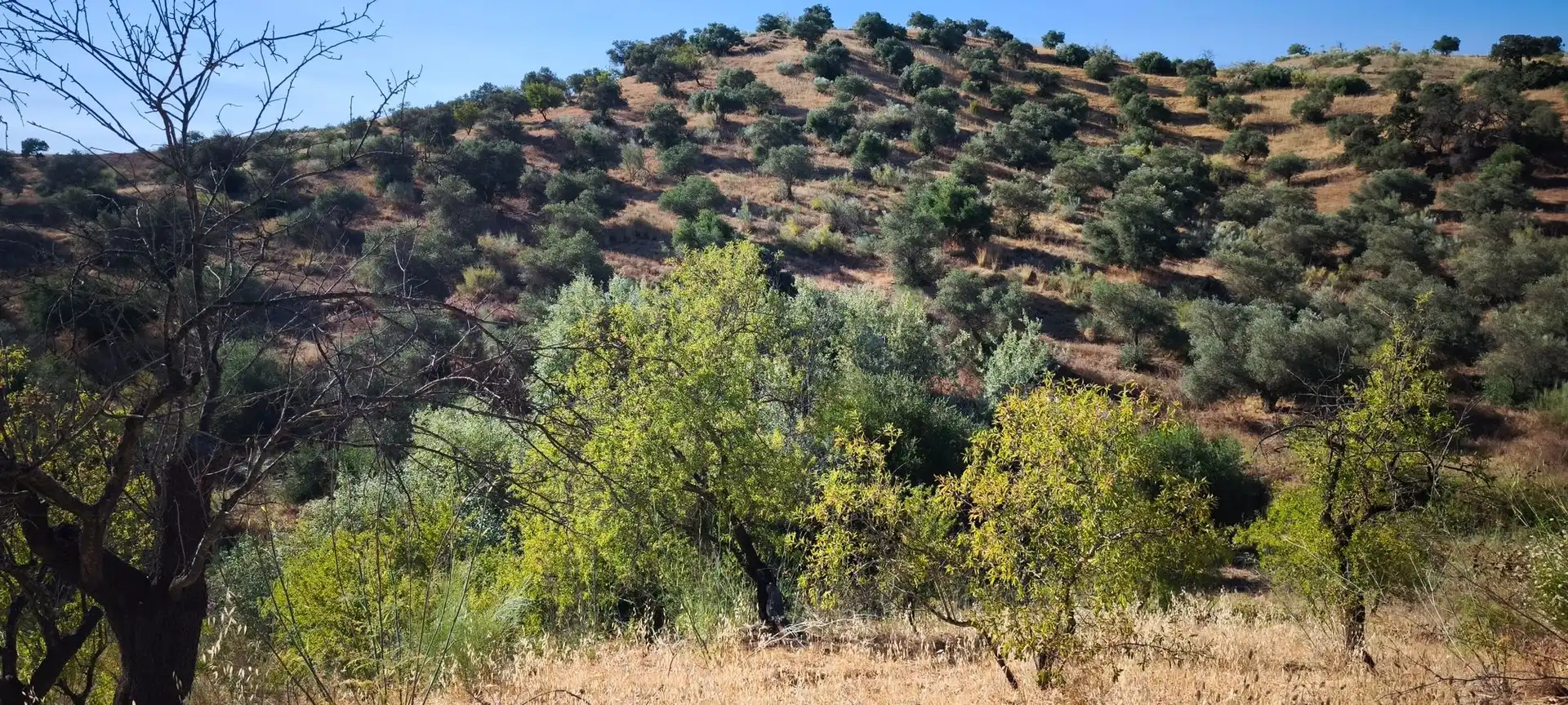 Terreni e lotti in vendita a Pizarra, imagen 19
