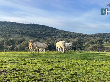 Terreni e lotti in vendita a Ruta de la Plata