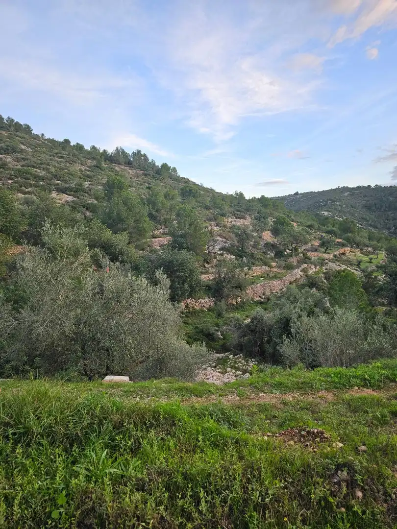 Rural land for sale in Alcanar, imagen 4