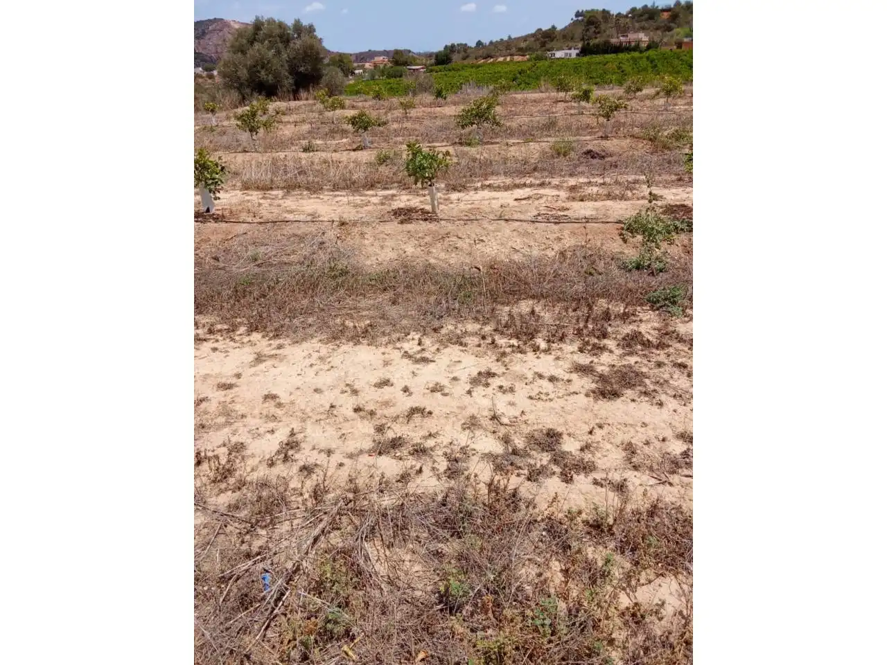 Terreno rustico in vendita a Calle XARCOS SECS, imagen 15