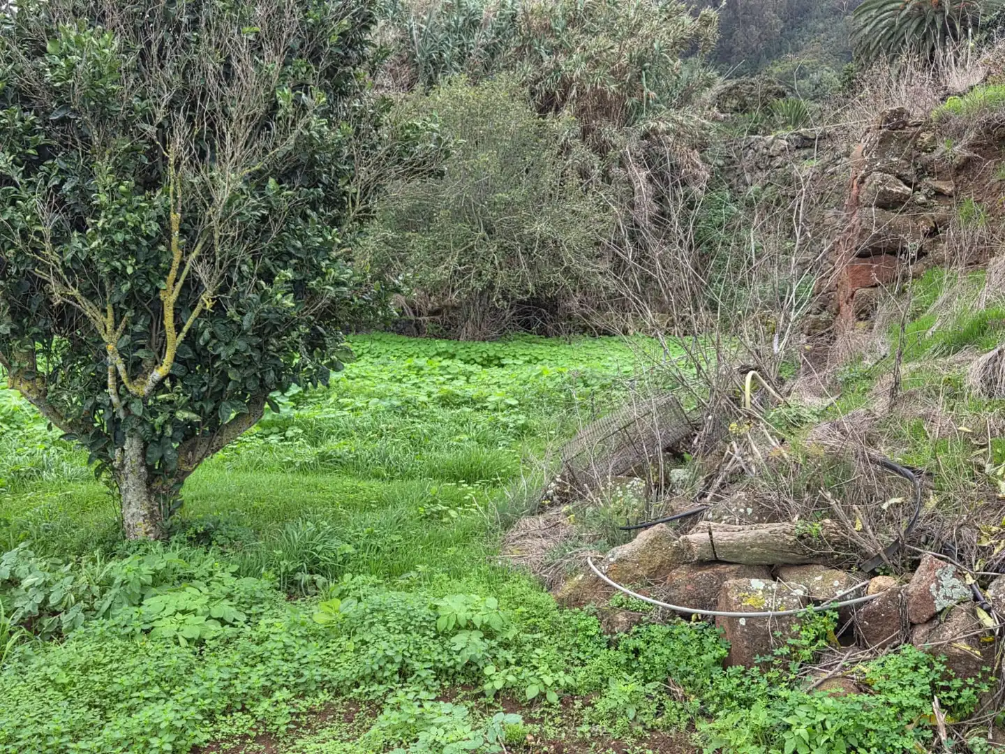 Jardín de Finca rústica en venta en Tegueste
