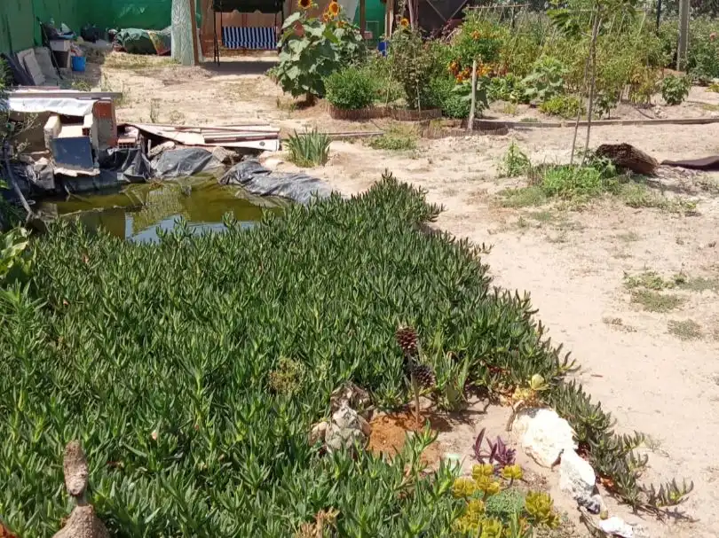 Garden of Land for sale in Sueca