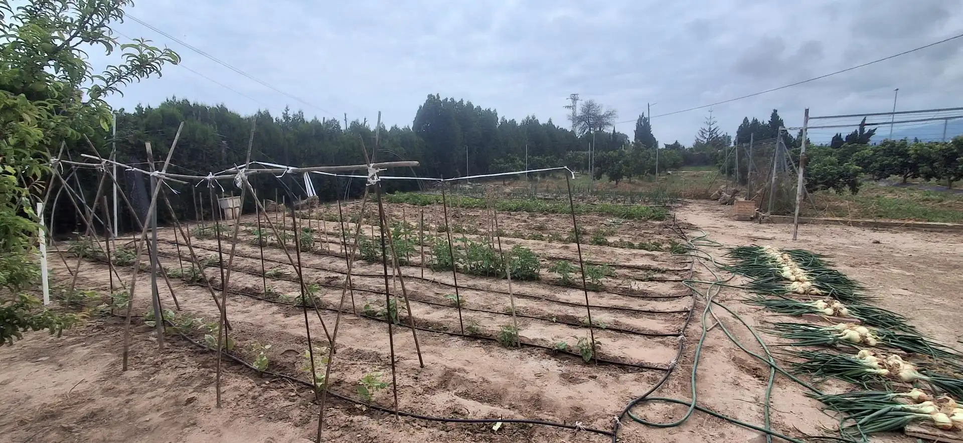 Casa o xalet en venda en Cullera amb Aire condicionat, Jardí privat i Moblat