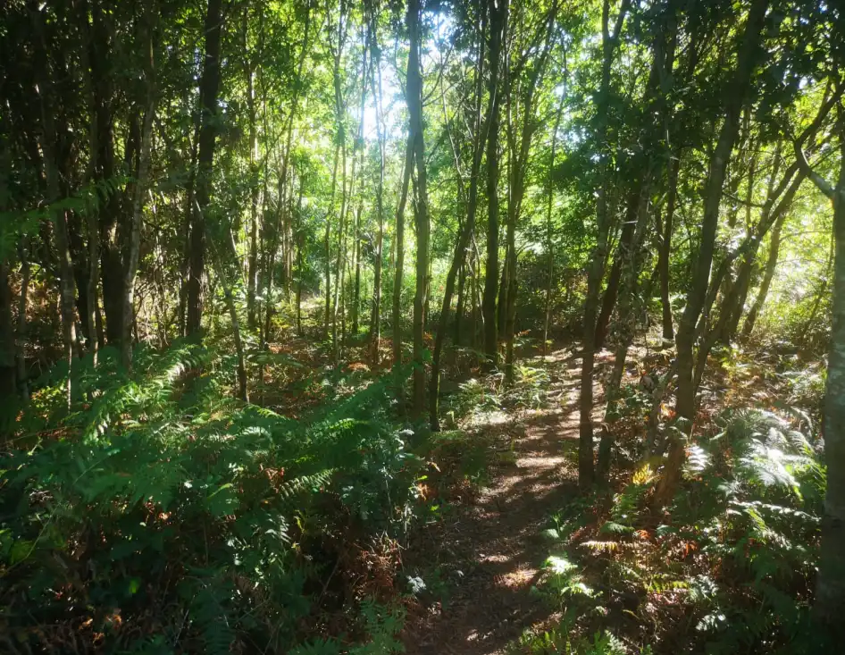 Terreny residencial en venda a TORRE VIEJA DE ARRIBA-  LUGAR DE CONS, imagen 7