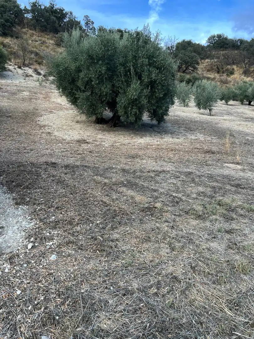Terreny rústic en venda a Almedinilla, imagen 15