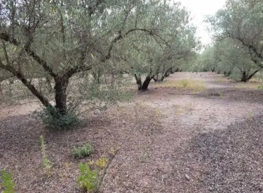 Terrain rustique à vendre à Pt La Costera de Játiva, imagen 12