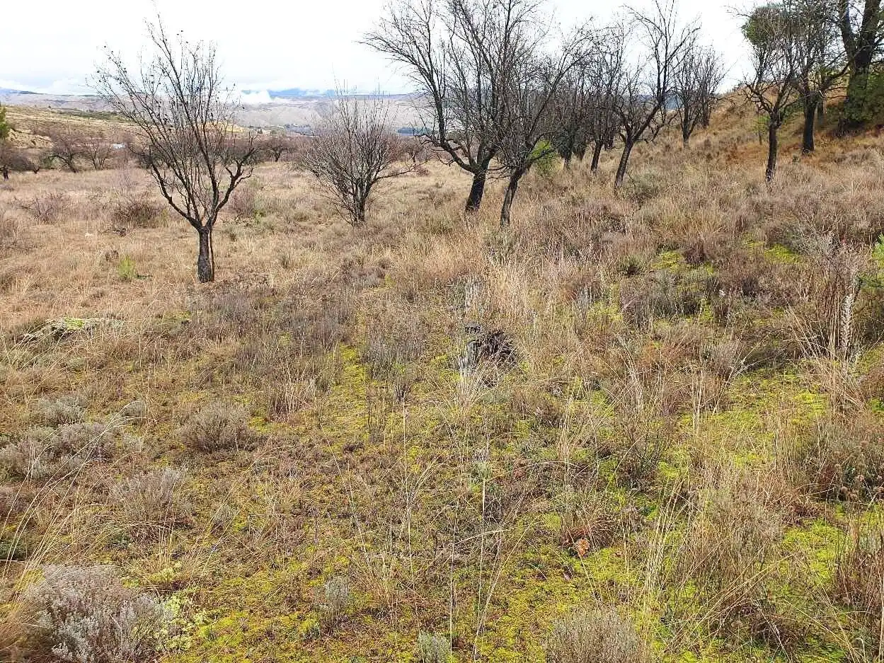 Terreno en venta en Maluenda