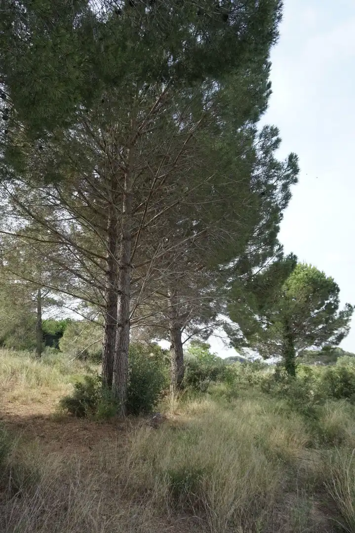 Maison rustique à vendre à Les Borges del Camp, imagen 10