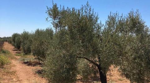 Photo 3 of House or chalet for sale in El Carmen - Cardeñas,  Huelva Capital