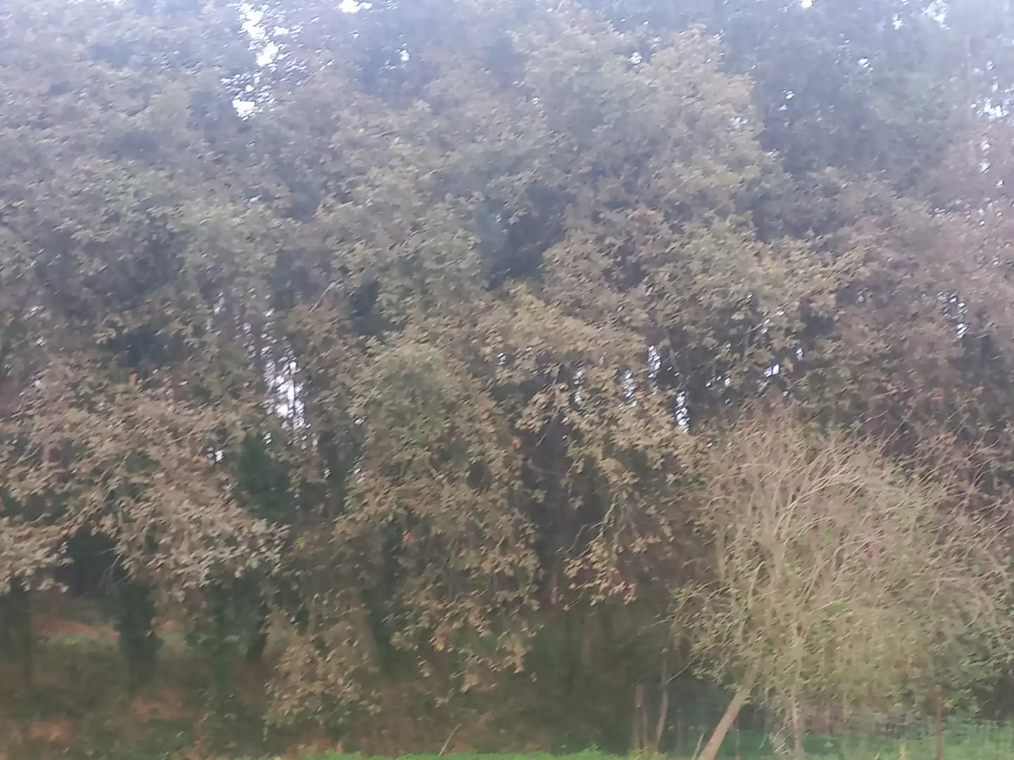 Terreni e lotti in vendita a Rúa Armental, imagen 14