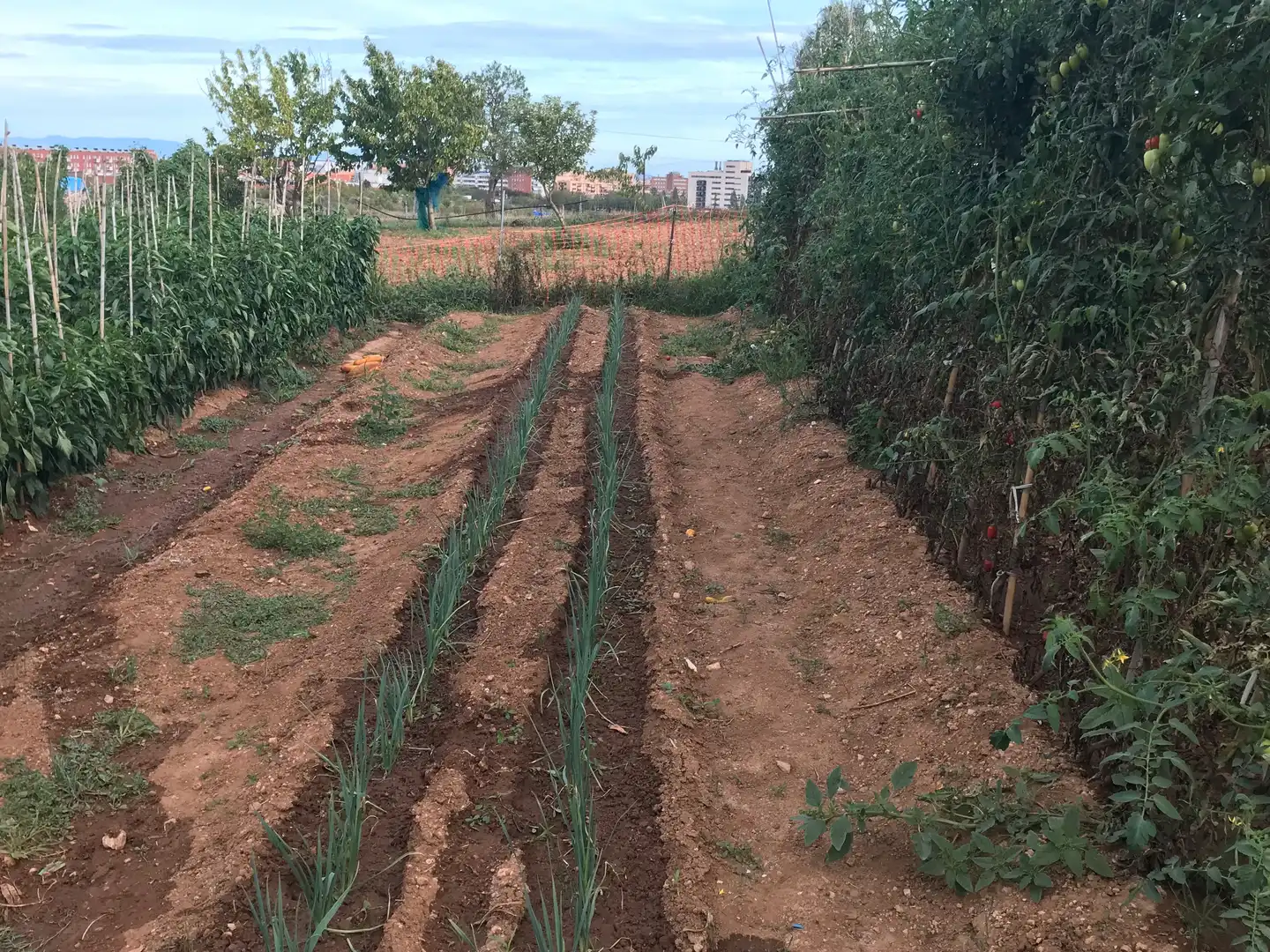 Land for sale in Sabadell