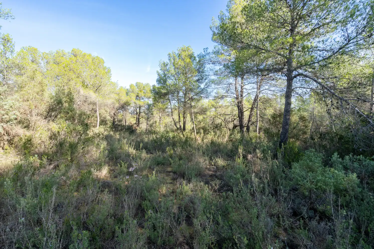 Terreno rustico in vendita a La Pobla de Benifassà, imagen 4