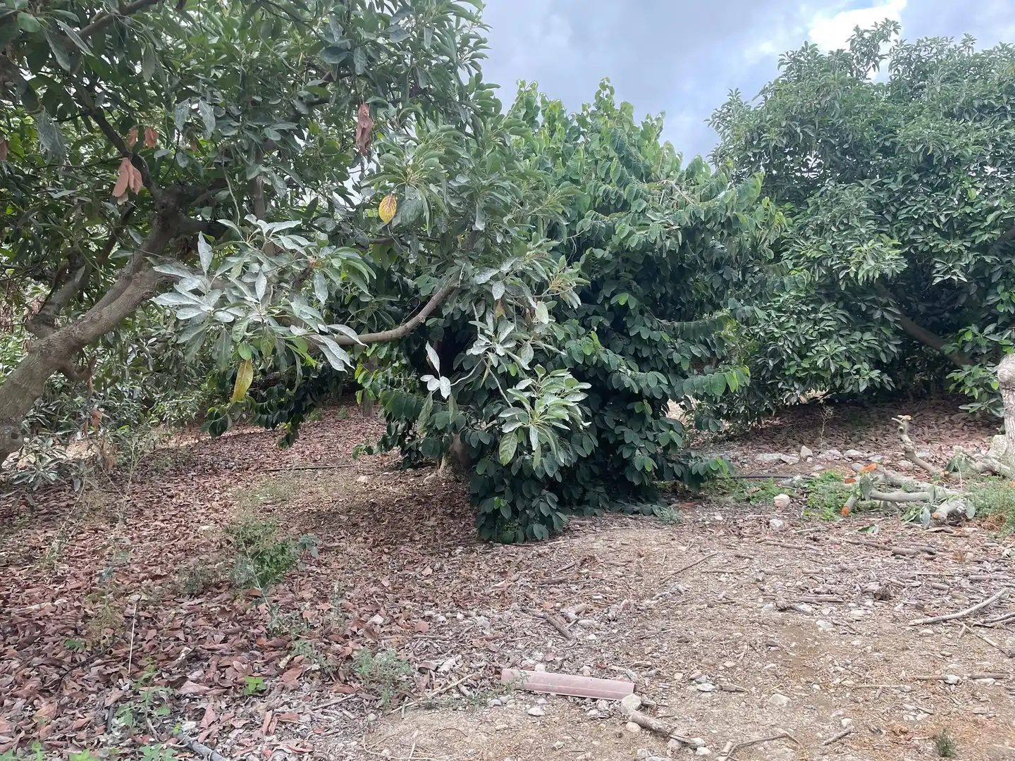 Terreni e lotti in vendita a Coín, imagen 4