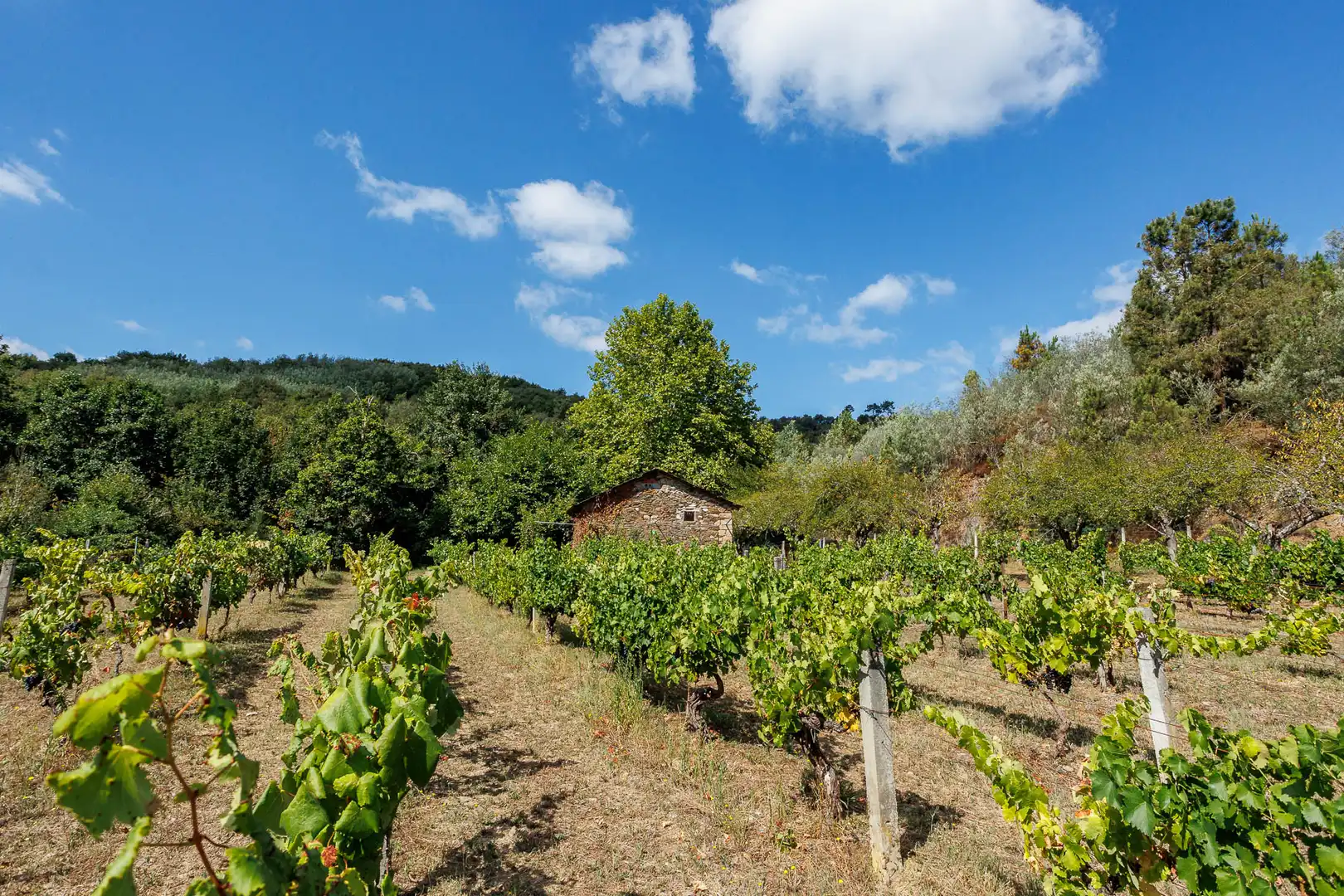 Geschaftsraum zum Verkauf in Monforte de Lemos