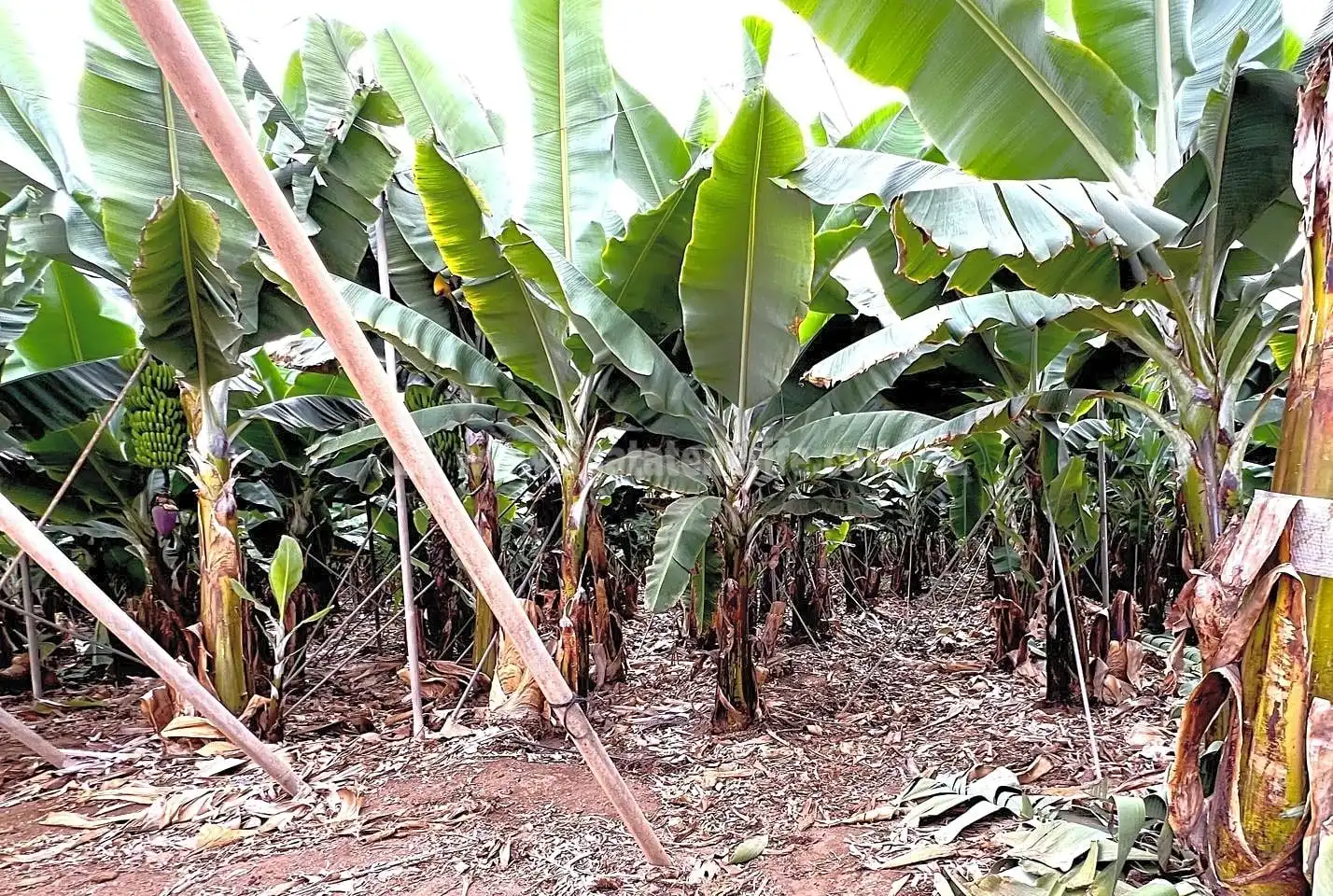 Finca rústica en venta en Los Silos con Jardín privado y Terraza