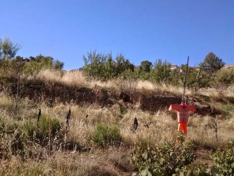 Casa rústica amb jardí en venda a Guadix, imagen 7