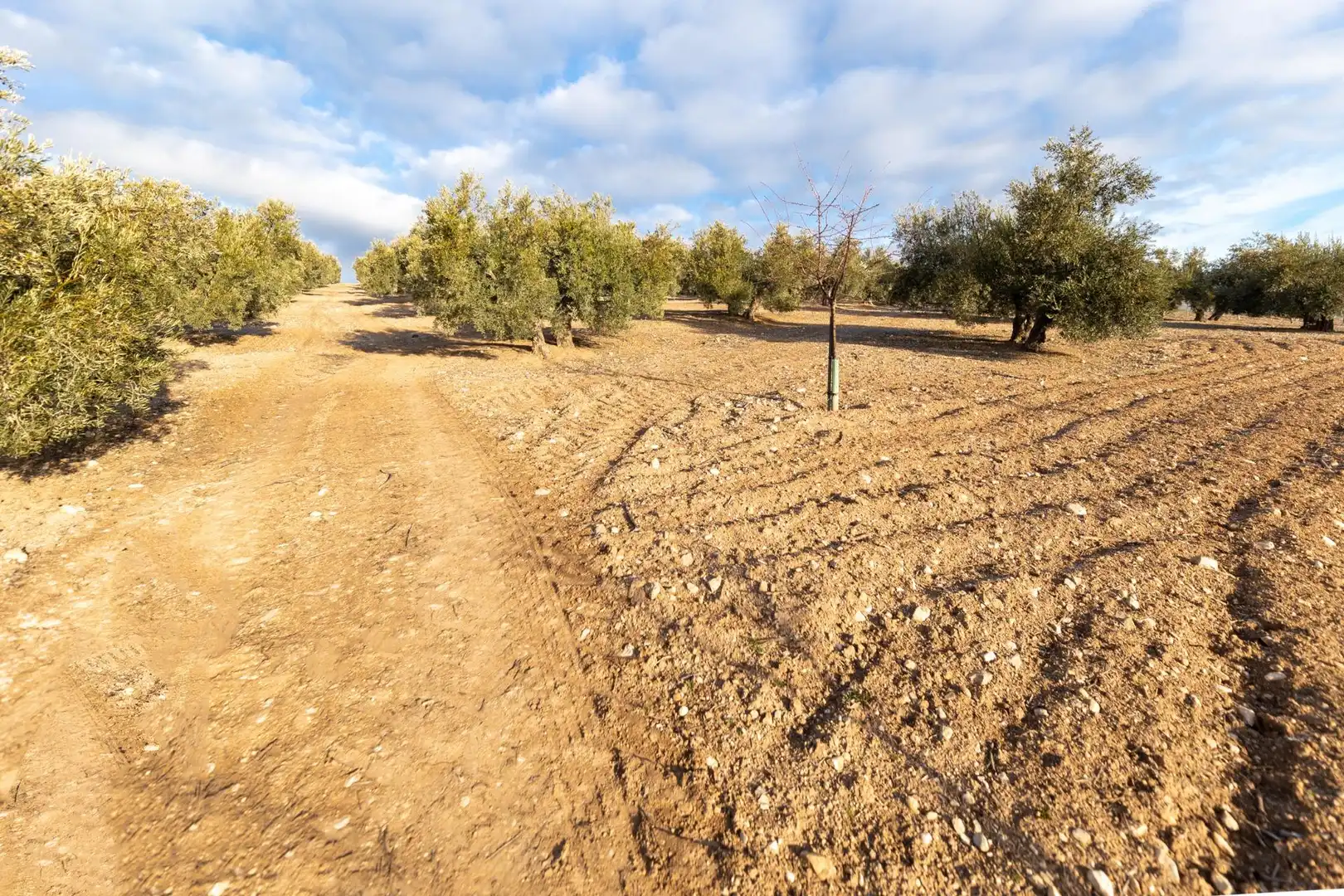 Finca rústica en venta en Píñar