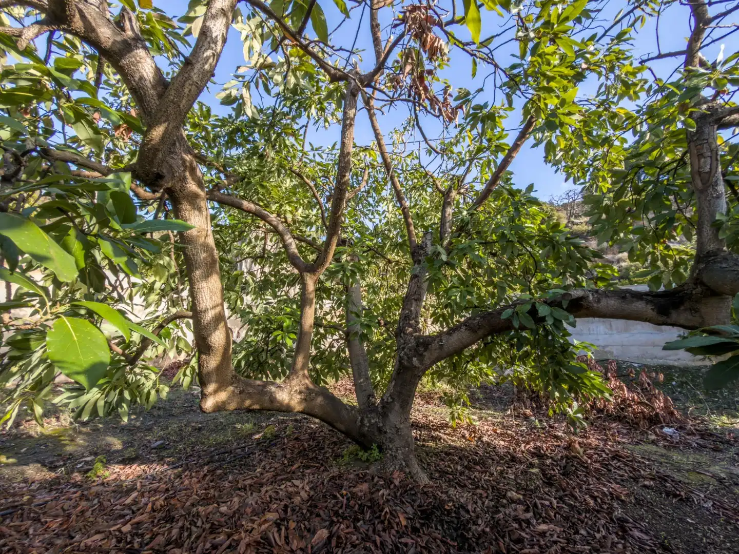 Jardí de Finca rústica en venda en Los Guájares amb Terrassa i Traster