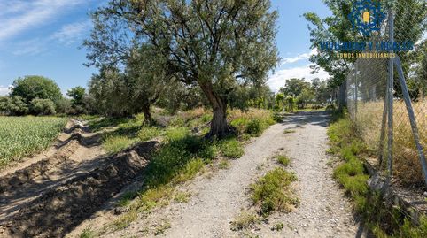 SUELO RÚSTICO EN LA PARCELA DE RÍO DILAR, imatge 4