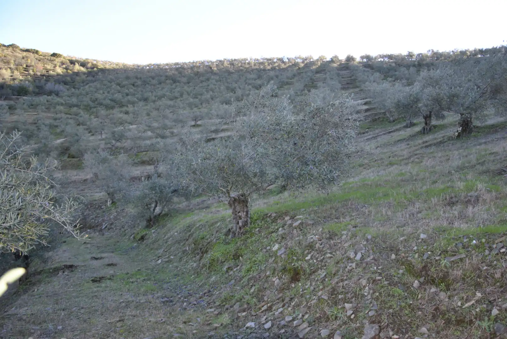 Terreno en venta en La Pesga 