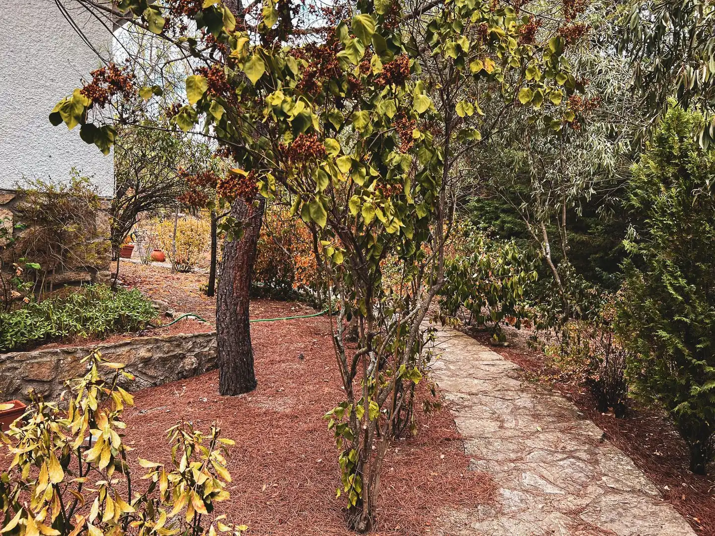 Jardí de Casa o xalet en venda en La Cabrera amb Jardí privat, Terrassa i Traster