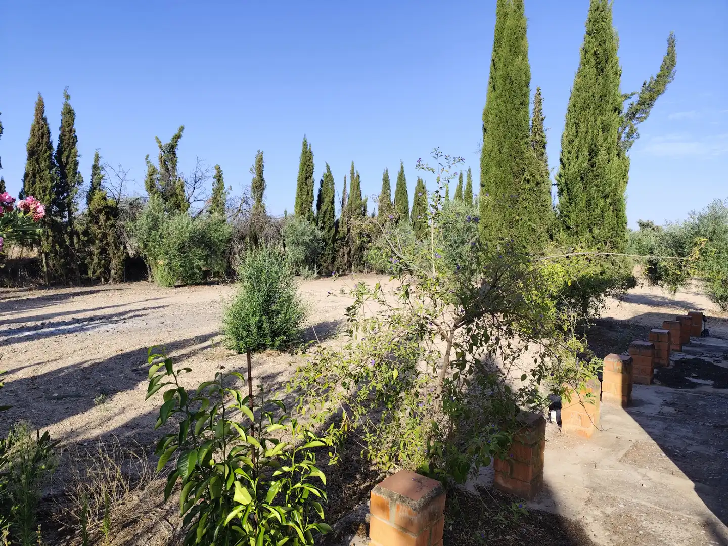 Terreno rustico in vendita a Fuente del Maestre, imagen 2