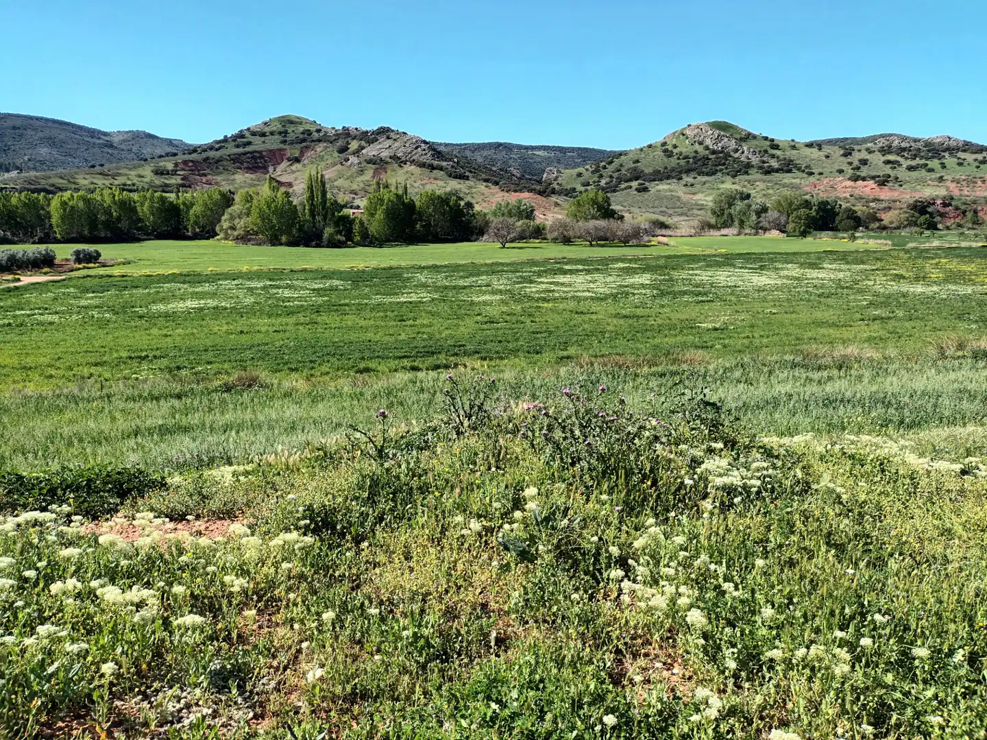 Land for sale in Alcaraz