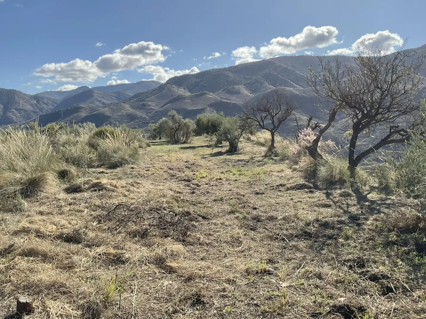 Land for sale in Padules