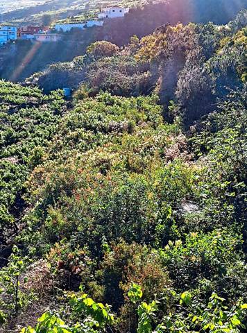 Terreno en Venta en La Corujera