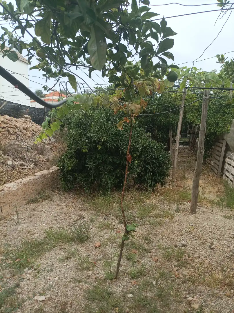Adossat amb jardí en venda a Dalías, imagen 2