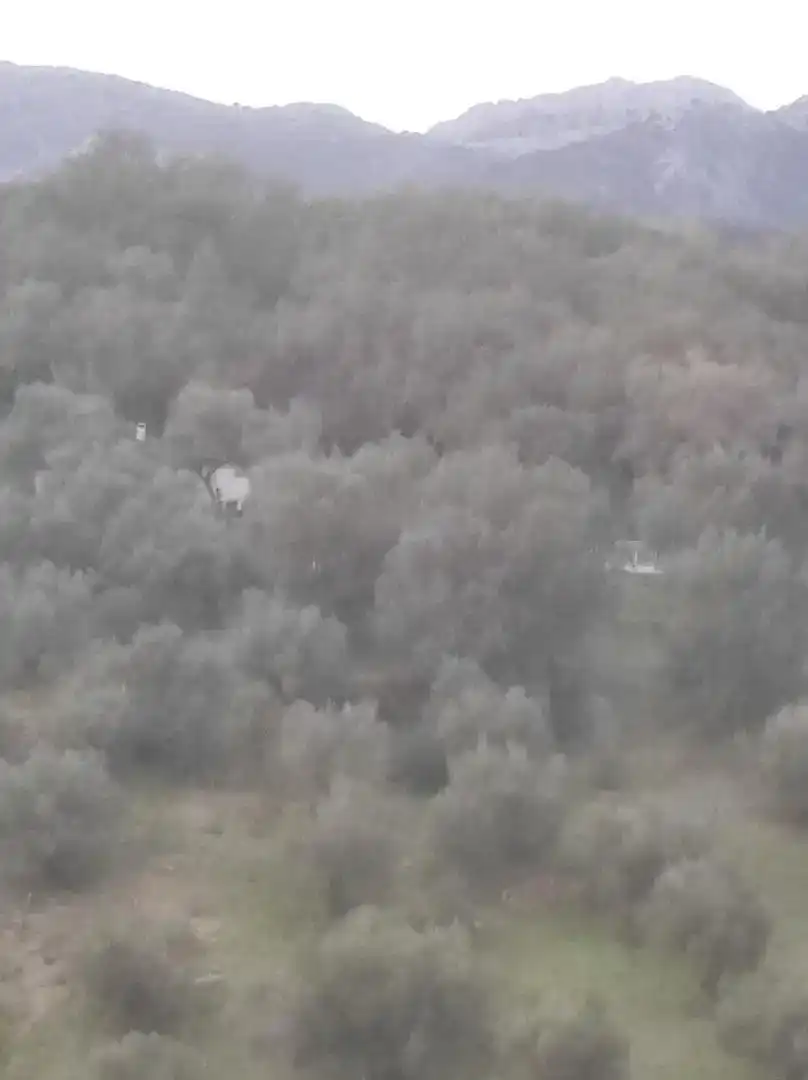 Finca rústica en venda en Cortes de la Frontera amb Jardí privat, Forn i Rentadora