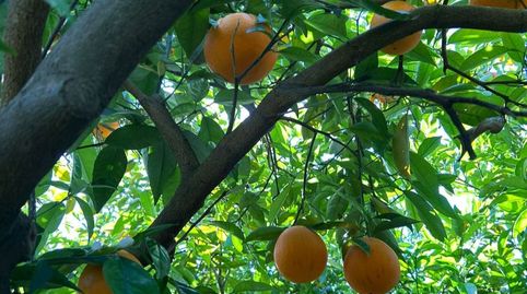 Photo 4 of Land for sale in Camí Joaquin Dicenta, 4, Partides comunes - Adsubia, Jávea / Xàbia