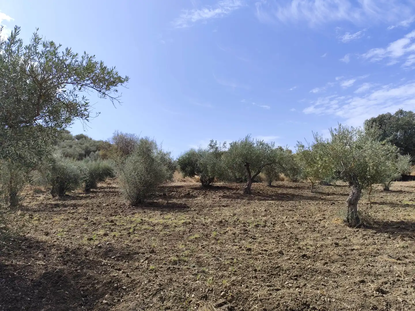 Terrenys i solars en venda a Avenida de España 3D, imagen 8