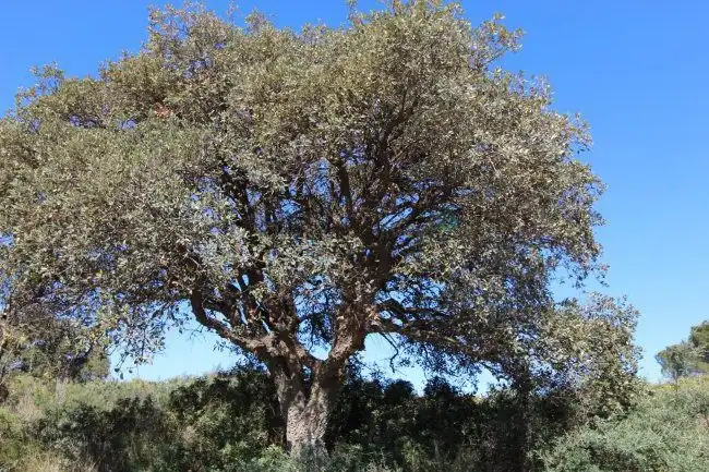Terreni e lotti in vendita a Sotogrande Alto, imagen 16