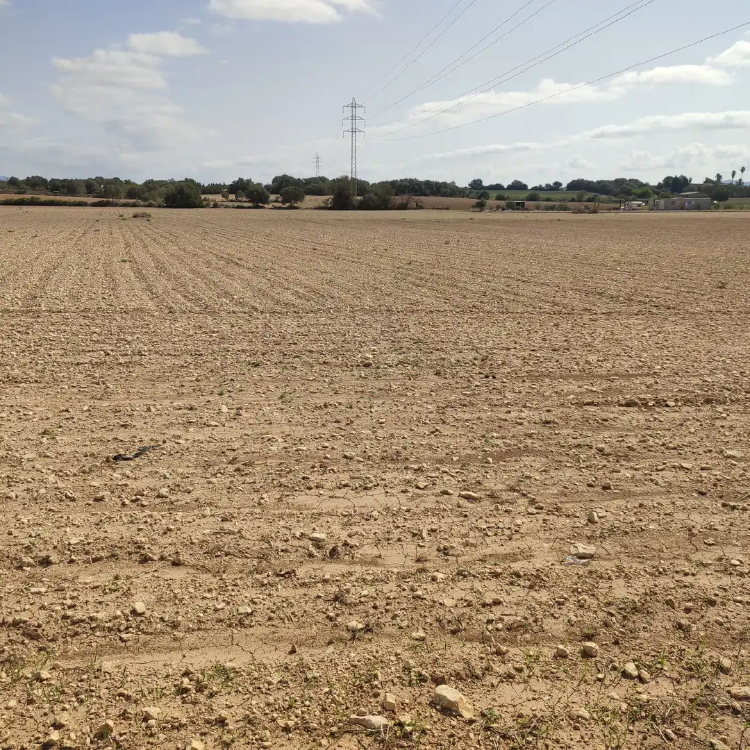 Rural land for sale in Vilafranca de Bonany, imagen 14
