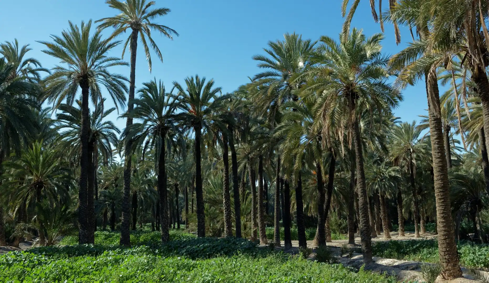 Jardín de Piso en venta en Elche / Elx con Aire acondicionado y Calefacción