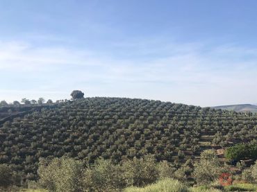 Casa rustica in vendita a Castril