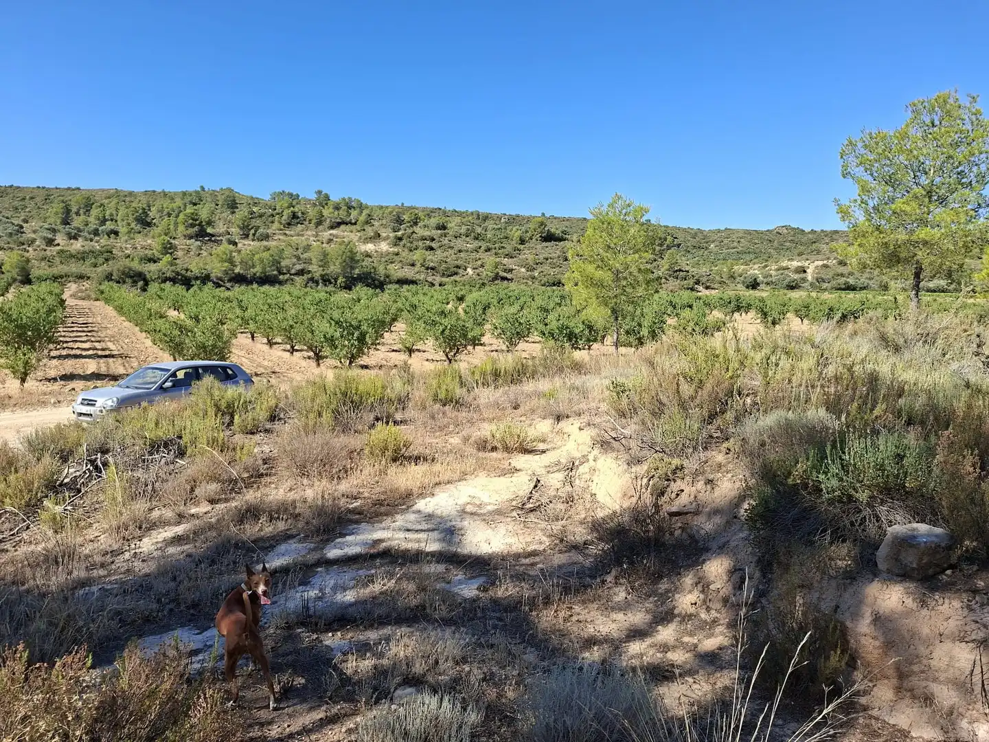Finca rústica en venta en Maella