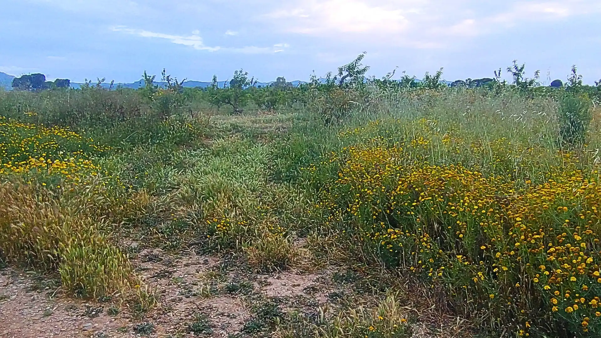 Terreno residenziale in vendita a Camino Nou, imagen 19