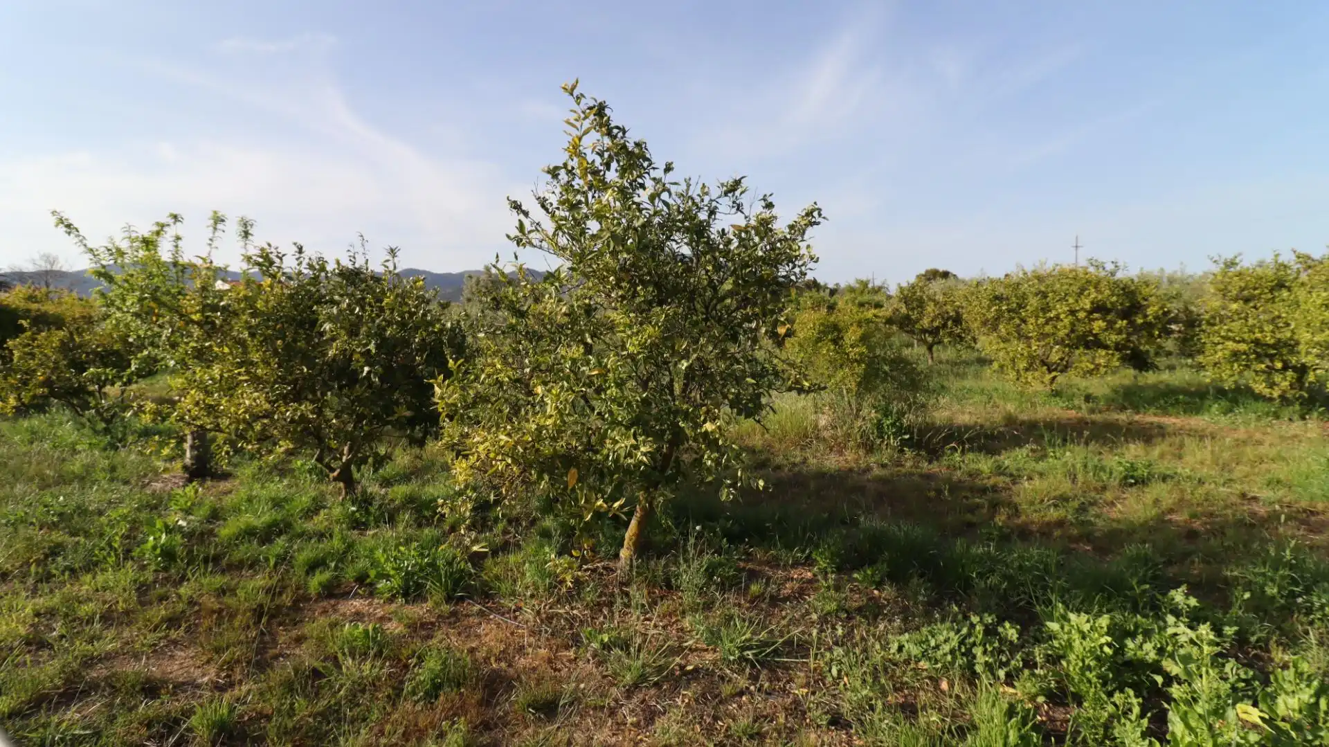 Finca rústica en venda en Alcanar amb Jardí privat i Piscina comunitària