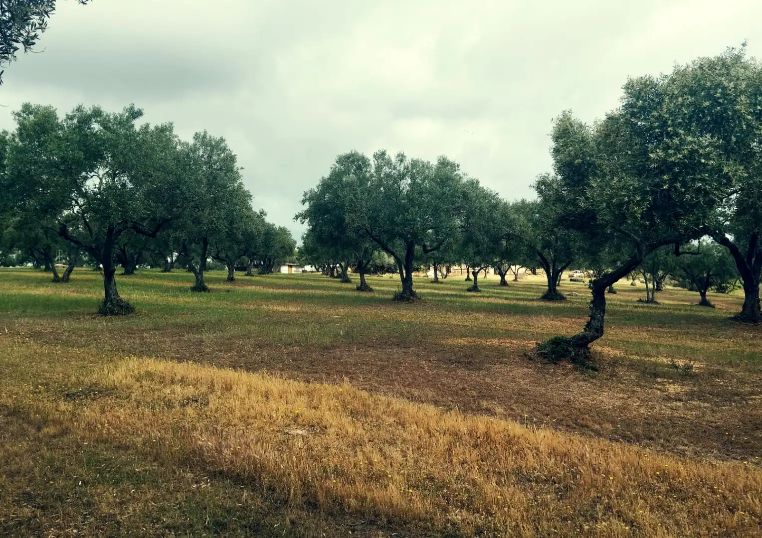 Finca rústica en venta en La Palma del Condado con Jardín privado, Terraza y Trastero