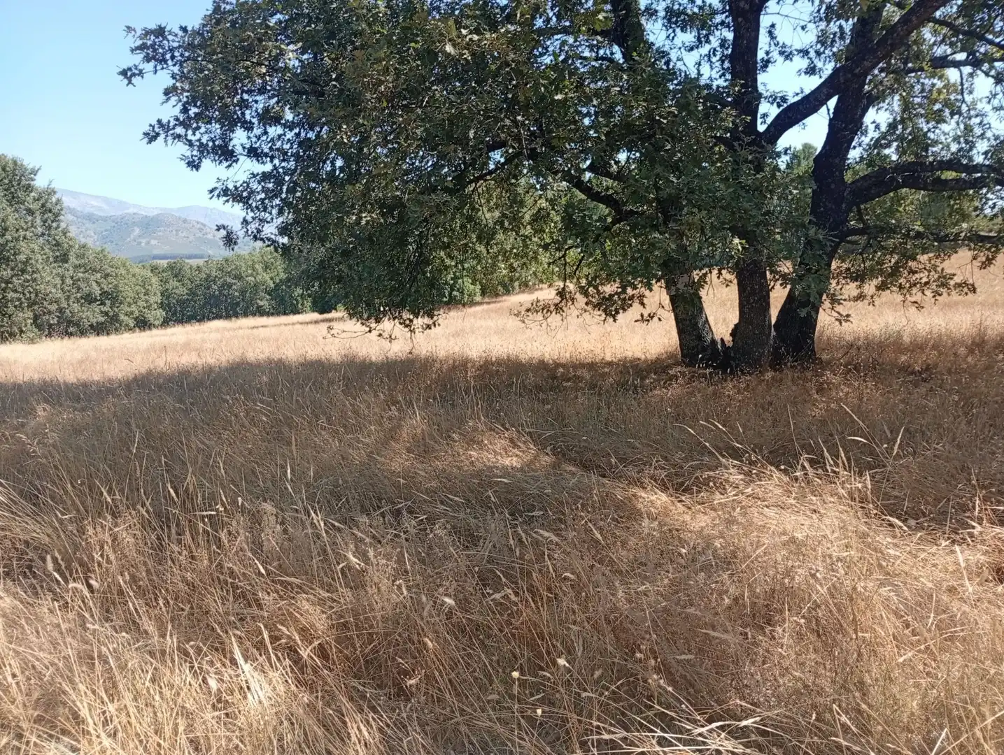 Terreni e lotti in vendita a Villanueva de la Vera, imagen 59