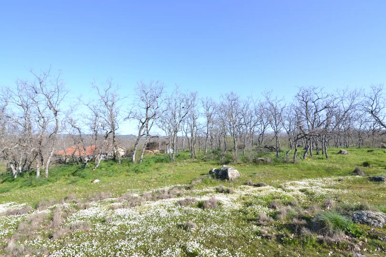 Terreni e lotti in vendita a Malpartida de Plasencia, imagen 13