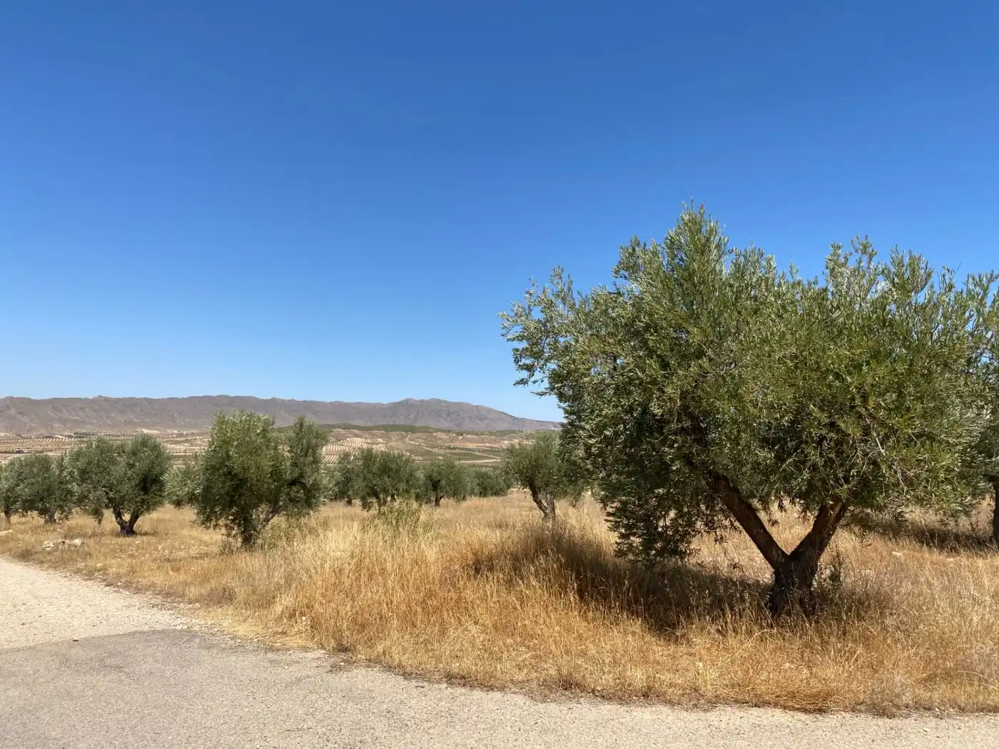 Rustikales Grundstück zum Verkauf in Jumilla, imagen 8