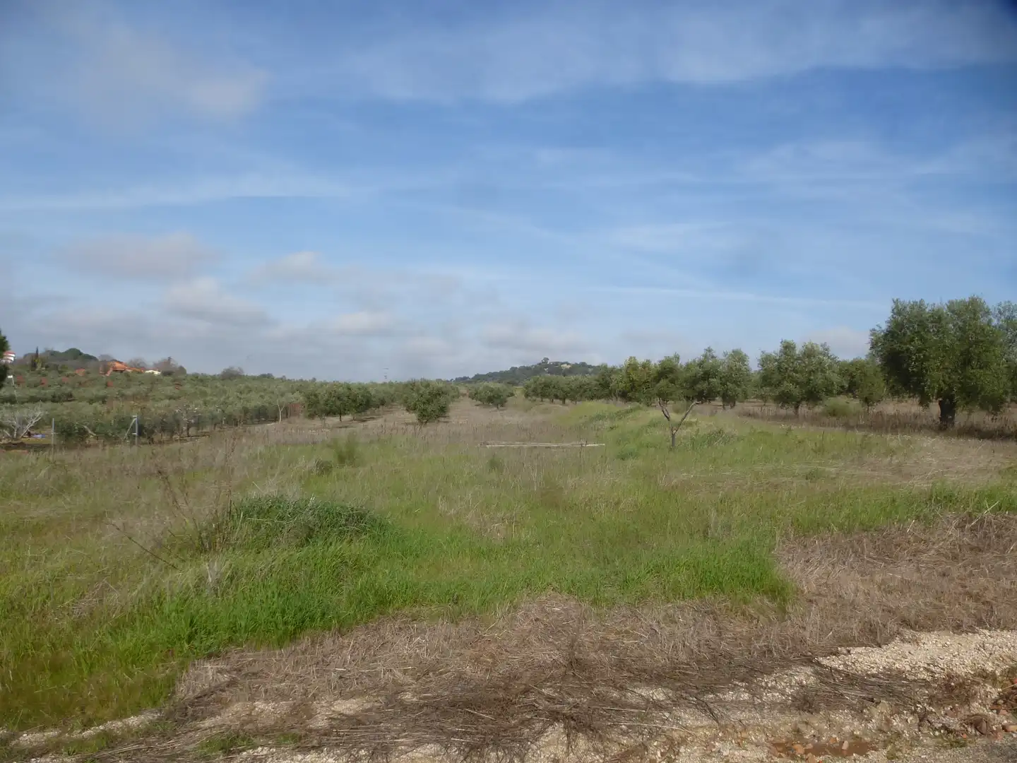 Land for sale in La Haba 
