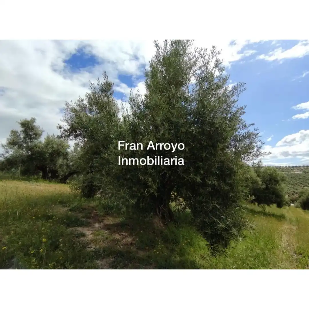 Terrenos y solares en venta en Úbeda, imagen 6