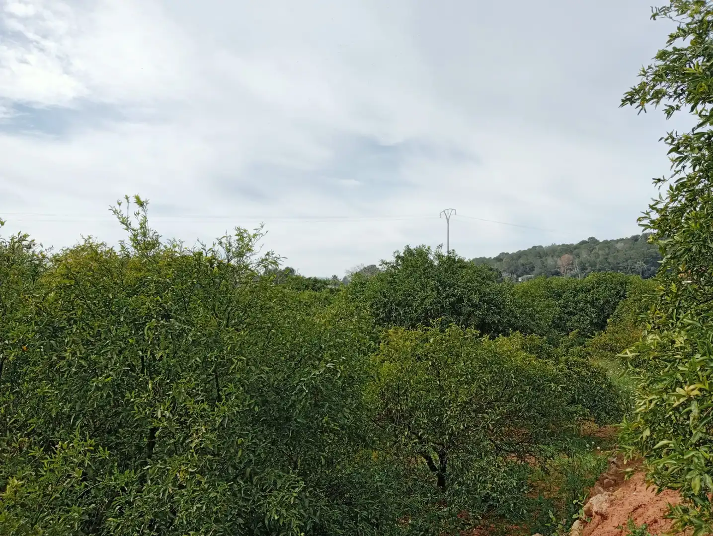 Terreny rústic en venda a Partida de la Serratella, imagen 5