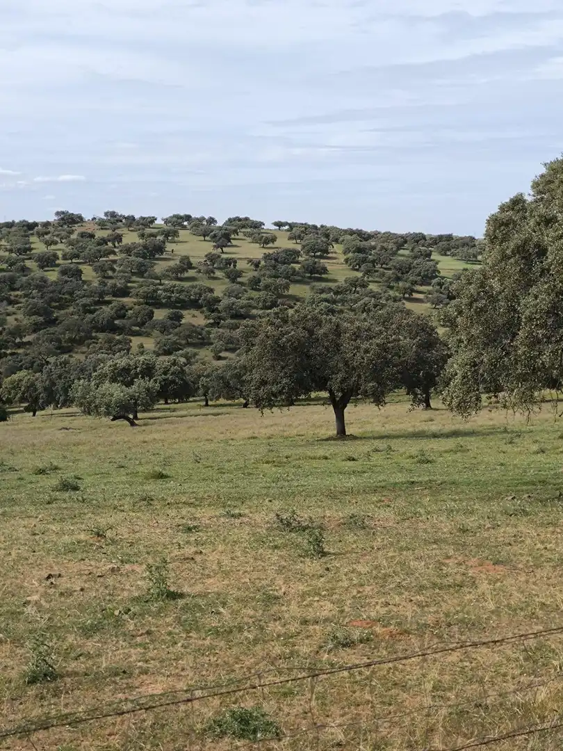 Rural land for sale in Fuente Obejuna, imagen 4