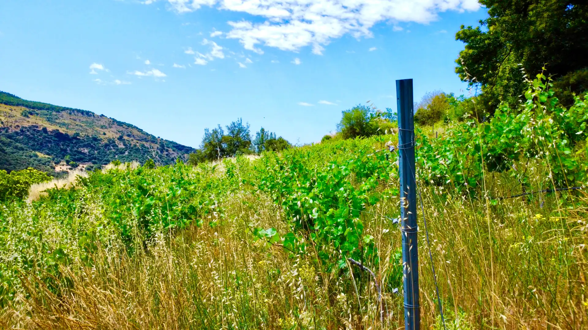 Terreni e lotti in vendita a Alpujarra de la Sierra, imagen 20