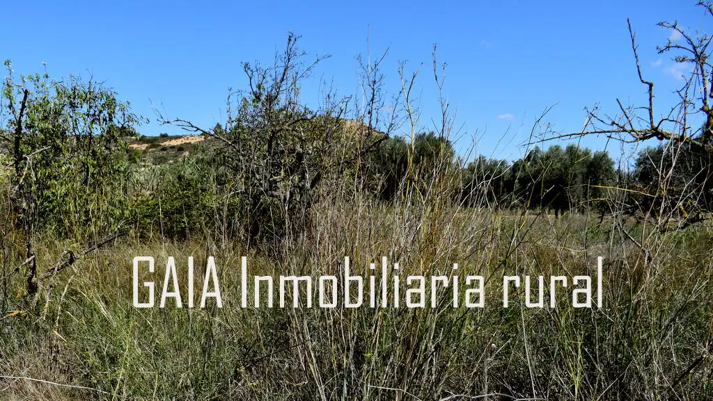 Terreni e lotti in vendita a Maella, imagen 8